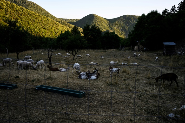 Un troupeau de moutons dans les collines au-dessus de Villebois-les-Pins, dans le département de la Drôme,le 31 juillet