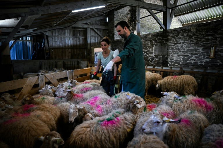 L'éleveuse Chrystelle Quointeau (à droite) et le vétérinaire Mickaël Martin vaccinent des moutons contre la fièvre catarrhale ovine, à Haut-Corlay, le 12 août 2025
