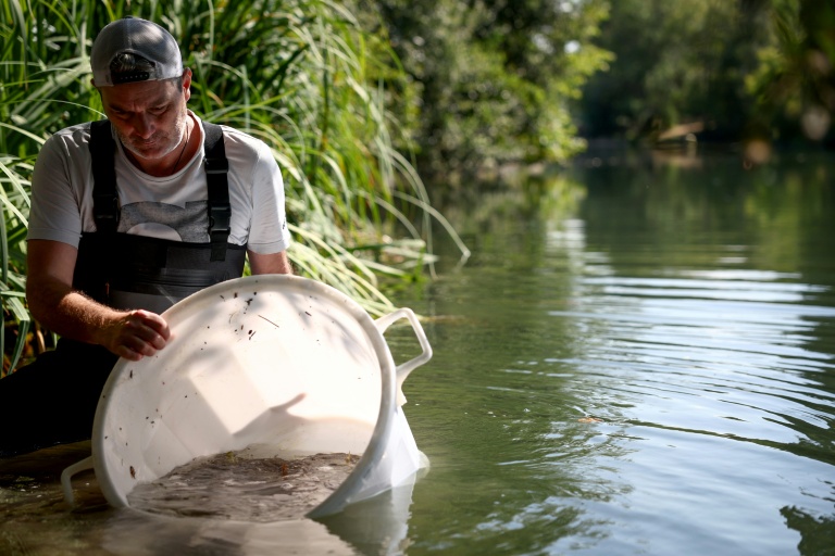 Un bénévole de la fédération de pêche relâche des poissons dans la Charente dans le cadre d'une opération de conservation visant à transférer des poissons de la rivière Nouère pour lutter contre les effets de la sécheresse, en Charente, le 31 juillet 2025