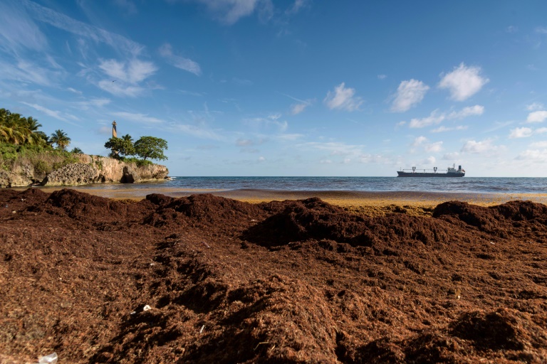 Des sarcasses sur la côté caribéenne de Saint-Domingue, en République Dominicaine, le 5 mai 2023