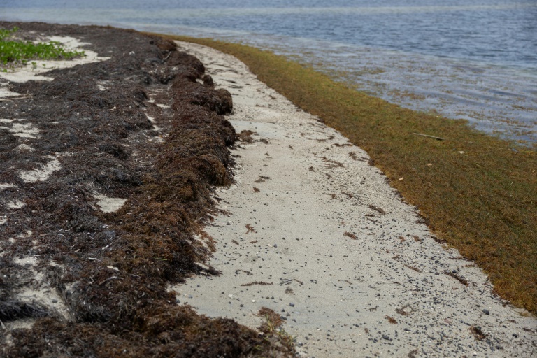 Des sargasses échouées sur une plage à Fajardo, à Porto Rico, le 19 mai 2025