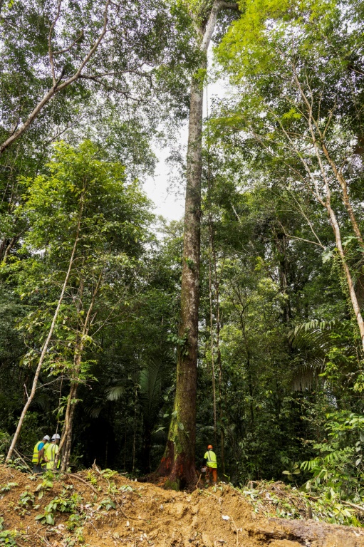 Un employé d'une société forestière coupe un arbre dans la forêt guyanaise le 17 juin 2025