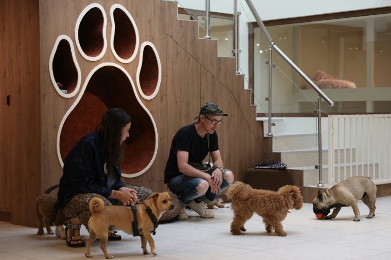 Des chiens au social club canin The Dogry à Paris, le 26 août 2025
