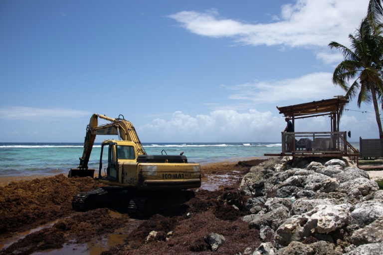 Ramassage de sargasses à Capesterre-de-Marie-Galante, sur l'île de Marie Galante, en Guadeloupe, le 18 avril 2023