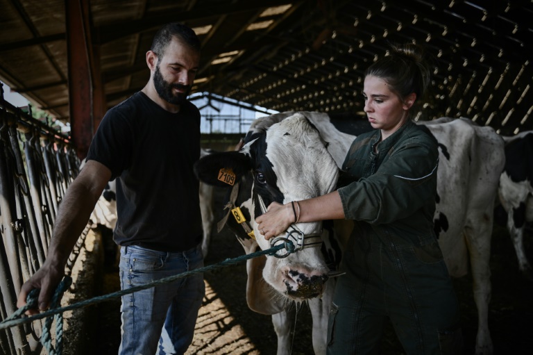 L'ostéopathe Philippine Jean manipule une vache dans une ferme à à Saint-Sernin-de-Duras, dans le Lot-et-Garonne, le 4 août 2025