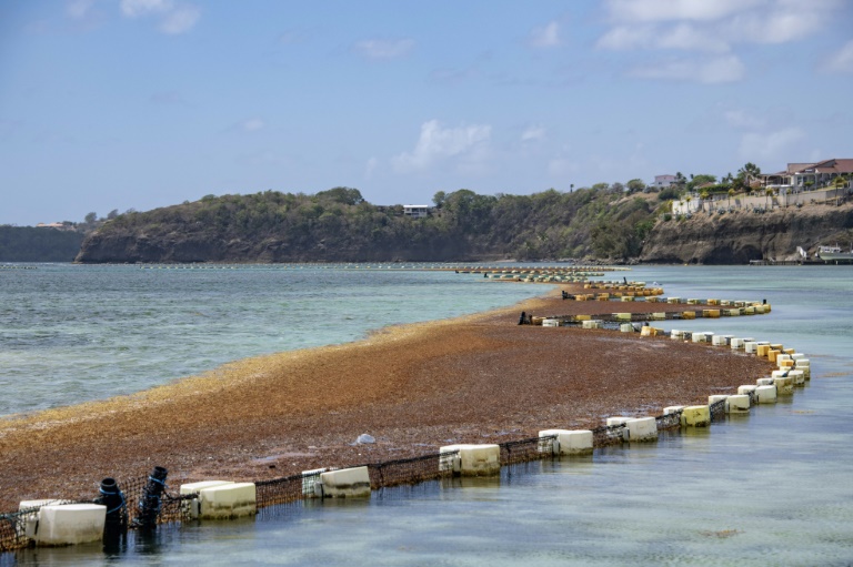 Un barrage mis en place pour intercepter les sargasses au large de la plage de Le François, en Martinique, le 19 avril 2023