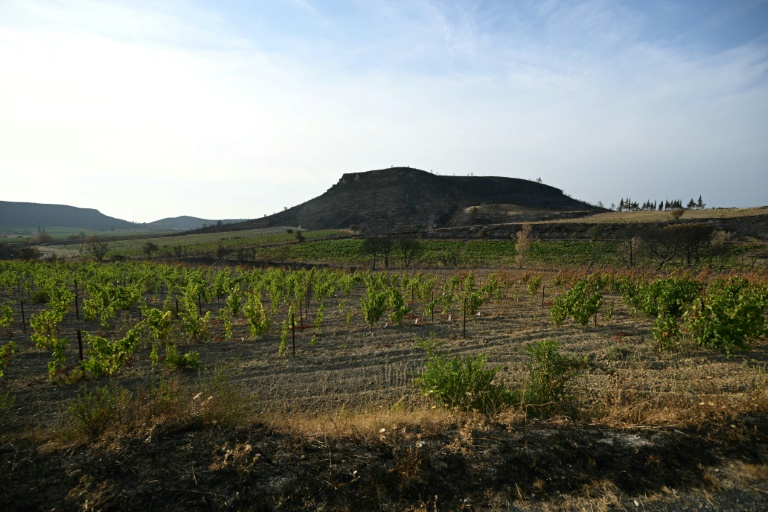 Vue d'un vignoble près du village d'Albas, dans le massif des Corbières, dans le sud de la France, le 9 août 2025