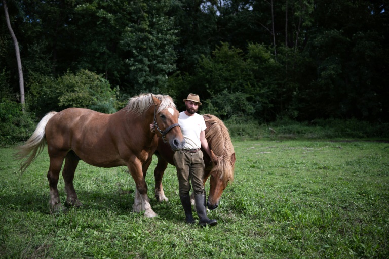 Malik Oudni et ses chevaux Vizir et Atalante, lors de vendanges à Ammerschwihr, dans le Haut-Rhin, le 5 septembre 2025