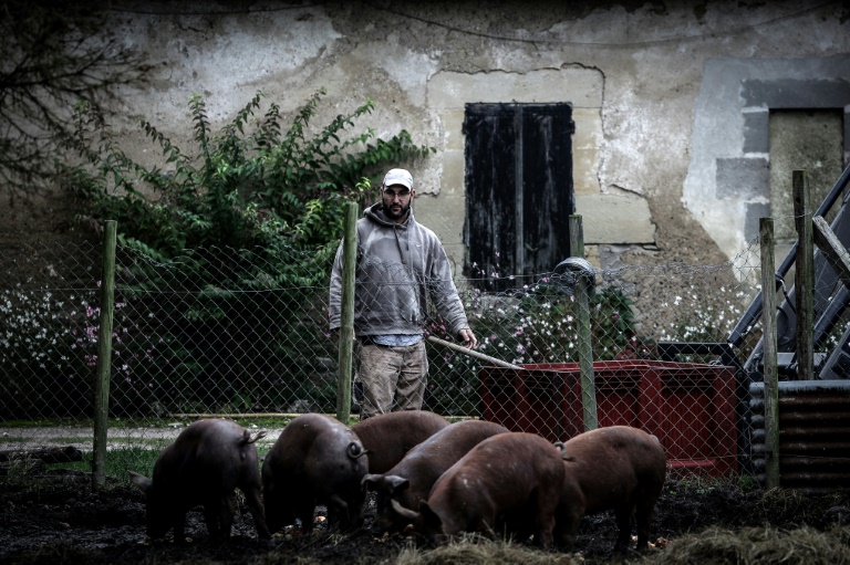 L'agriculteur Jérôme Caze nourrit ses cochons dans sa ferme à Meilhan-sur-Garonne, le 3 octobre 2024 dans le Lot-et-Garonne