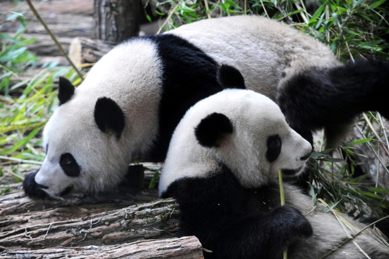 Les pandas géants Huan Huan et Yuan Zi dans leur enclos du zoo de Beauval, le 17 janvier 2012 à Saint-Aignan, dans le Loir-et-Cher