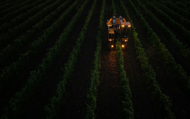 Une machine vendange des rangs de souvignier gris pour la cave coopérative Tutiac dans les vignobles de Civrac-de-Blaye, dans la région de Bordeaux, le 3 septembre 2025