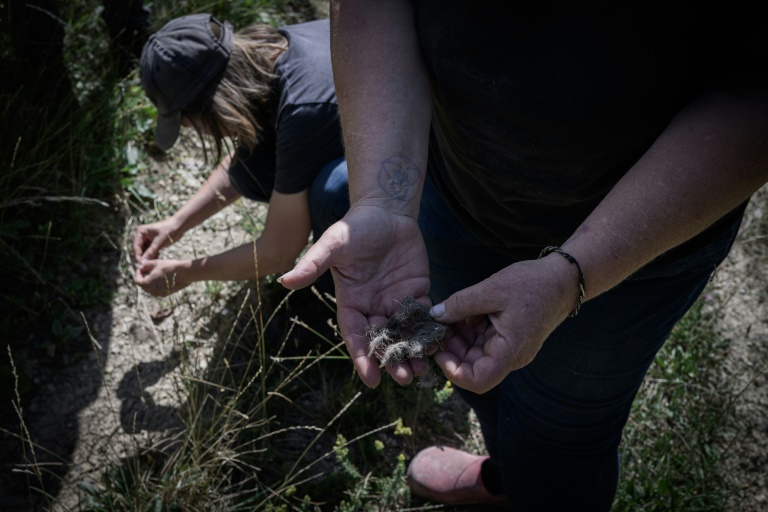 Des bénévoles de Pastoraloup analysent des excréments de loups trouvés près d'un troupeau de moutons dans les collines au-dessus de Villebois-les-Pins, dans le département de la Drôme,le 31 juillet 2025