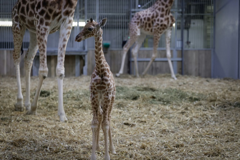 Une jeune girafe, née à la mi-septembre, dans l'enclos de la maison des girafes au parc zoologique de Paris, le 26 septembre 2025