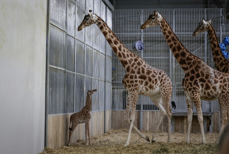 Une jeune girafe, née à la mi-septembre, dans l'enclos de la maison des girafes au parc zoologique de Paris, le 26 septembre 2025
