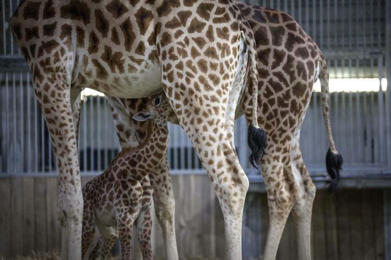 Une jeune girafe, née à la mi-septembre, tête sa mère dans l'enclos de la maison des girafes au parc zoologique de Paris, le 26 septembre 2025