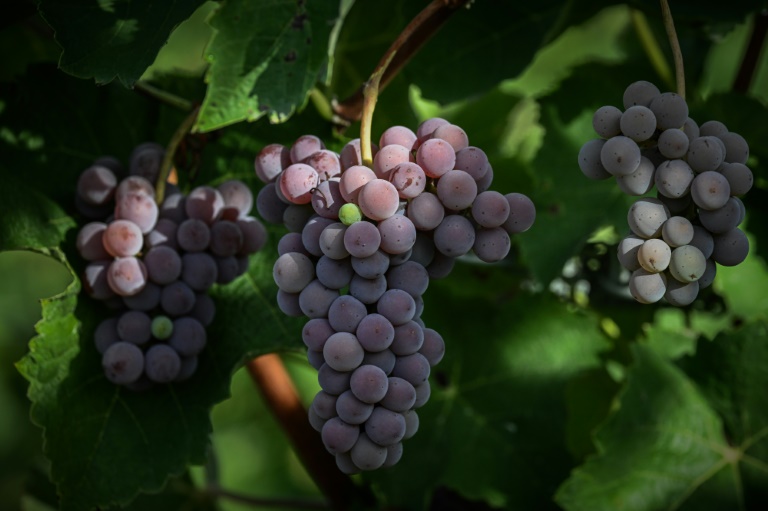 Des grappes de souvignier gris lors des vendanges dans les vignobles de Civrac-de-Blaye, dans la région de Bordeaux, le 3 septembre 2025