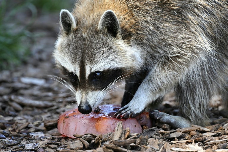 Un raton laveur savoure une friandise glacée au parc animalier de Sainte-Croix à Rhodes, le 14 juillet 2022 en Moselle
