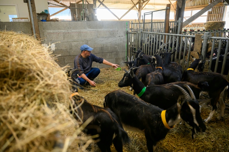 Laurent, un détenu en fin de peine, s'occupe de chèvres à la ferme Ker Madeleine, à Saint-Gildas-des-Bois, le 17 octobre 2025 en Loire-Atlantique
