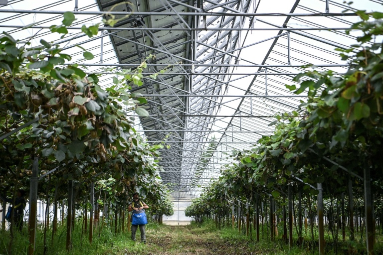 Une serre de culture de kiwis dont le toit est en partie constitué de panneaux photovoltaïques, au Temple, le 3 octobre 2025 en Gironde