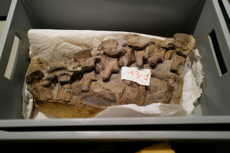 Des morceaux du fossile de crocodile, datant du Jurassique il y a 180 millions d’années, retrouvé dans la région de Montpellier, au musée de Lodève dans l'Hérault, le 10 ctobre 2025