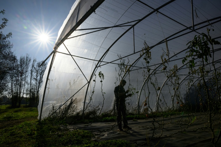 Frédéric, un détenu en fin de peine, inspecte des tomates dans une serre de la ferme Ker Madeleine, à Saint-Gildas-des-Bois, le 17 octobre 2025 en Loire-Atlantique
