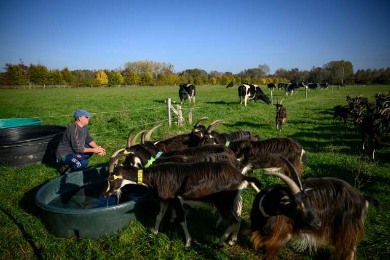 Laurent, un détenu en fin de peine, s'occupe de chèvres à la ferme Ker Madeleine, à Saint-Gildas-des-Bois, le 17 octobre 2025 en Loire-Atlantique