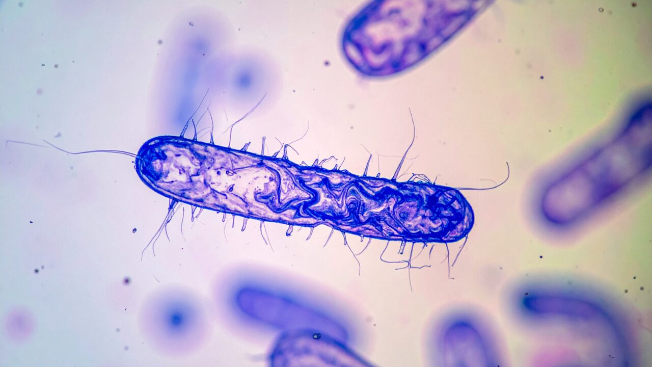 Antibiorésistance bactérie Pasteur