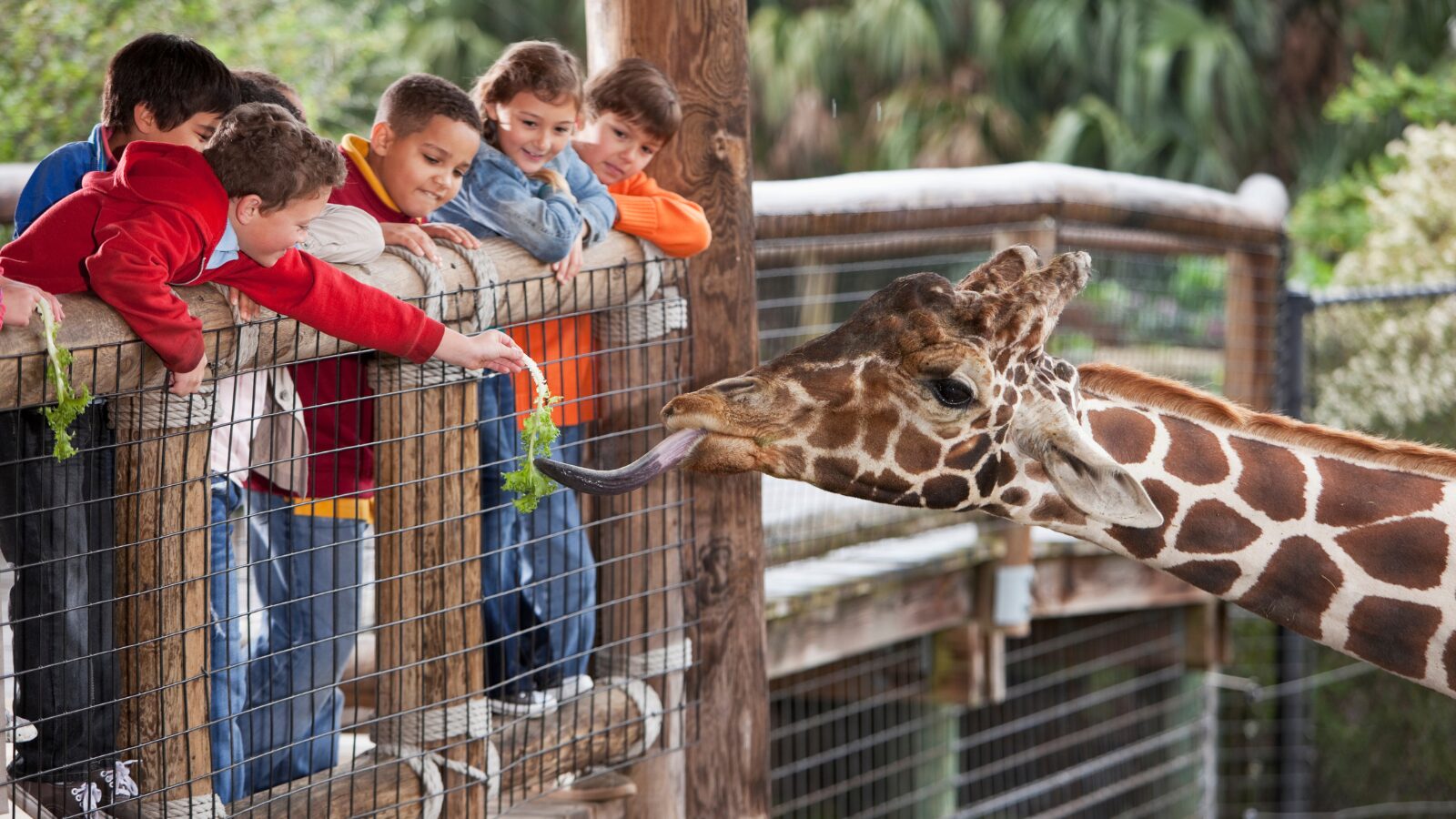 Le zoo d'Amenéville accueilles des centaines de milliers de visiteurs par an