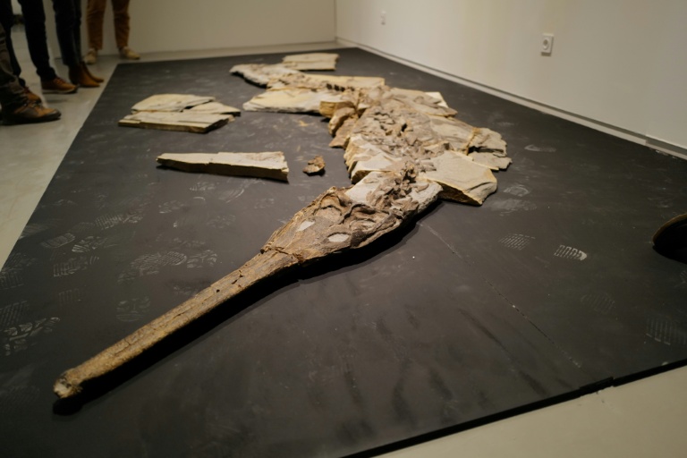 Le squelette reconstitué d'un fossile de crocodile datant du Jurassique retrouvé dans le région de Montpellier, au musée de Lodève dans l'Hérault, le 10 ctobre 2025