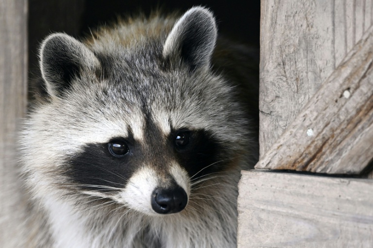 Un raton laveur au parc animalier de Sainte-Croix à Rhodes, le 14 juillet 2022 en Moselle