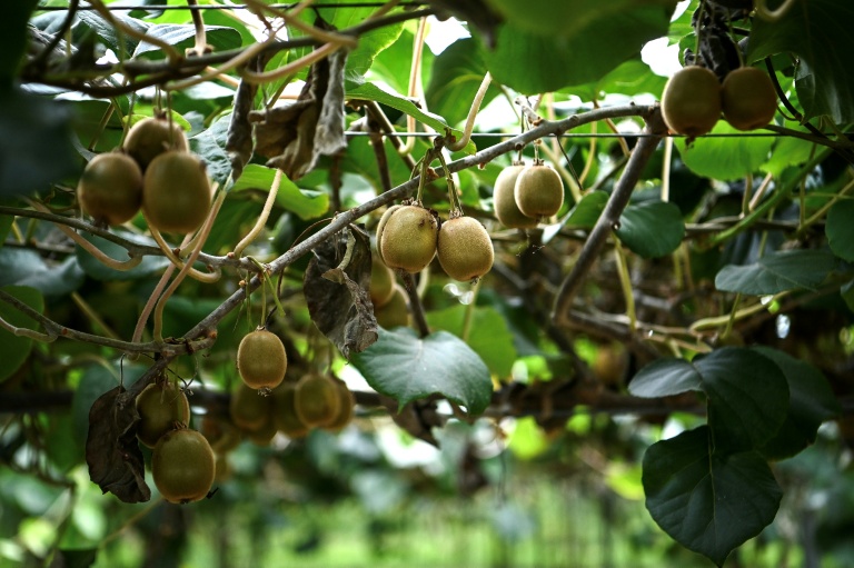 Des kiwis cultivés dans une serre dont le toit est en partie constitué de panneaux photovoltaïques, au Temple, le 3 octobre 2025 en Gironde