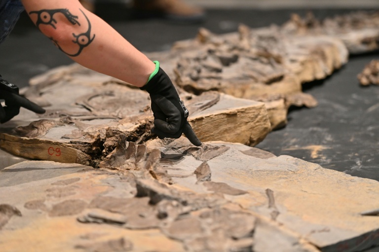 Reconstitution d'un fossile de crocodile datant du Jurassique, retrouvé dans le région de Montpellier, au musée de Lodève dans l'Hérault, le 10 ctobre 2025