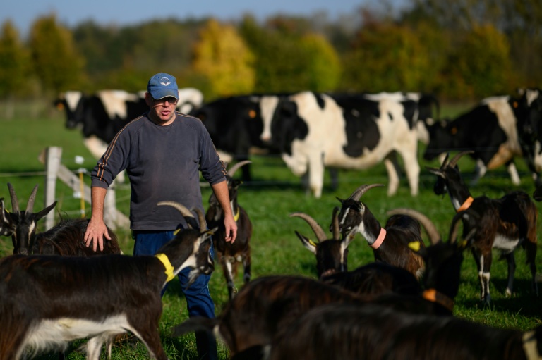 Laurent, un détenu en fin de peine, s'occupe de chèvres à la ferme Ker Madeleine, à Saint-Gildas-des-Bois, le 17 octobre 2025 en Loire-Atlantique