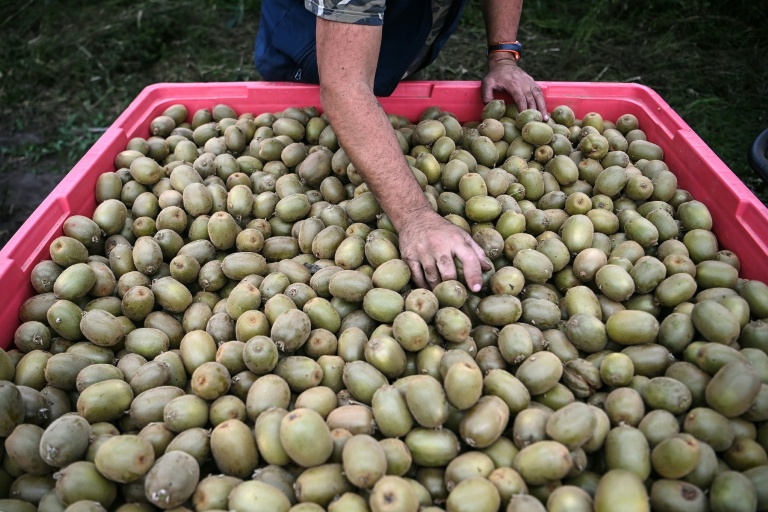 Un employé examine des kiwis cultivé dans une serre dont le toit est en partie constitué de panneaux photovoltaïques, au Temple, le 3 octobre 2025 en Gironde