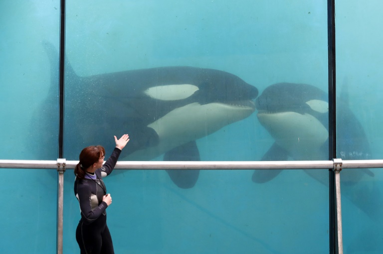 Des orques au Marineland d'Antibes, le 17 mars 2016