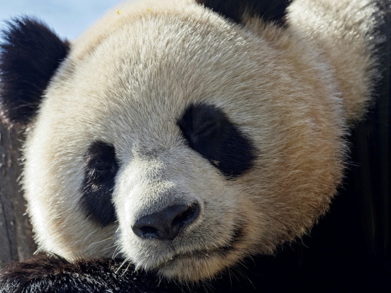 La femelle panda Yuandudu, une des deux jumelles nées en France, dans son enclos au zoo de Beauval, France, le 22 mars 2024