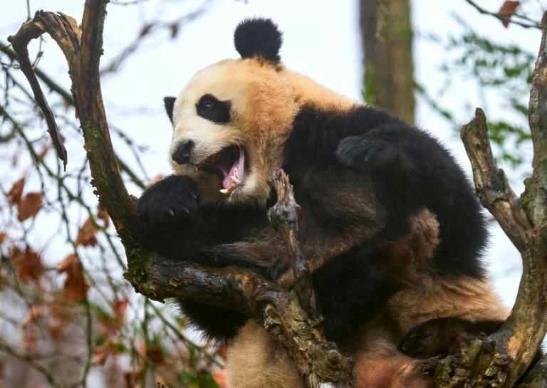 Huan Dudu, une jeune femelle panda, dans un arbre au zoo de Beauval, à Saint-Aignan-sur-Cher, dans le Loir-et-Cher, le 23 novembre 2025