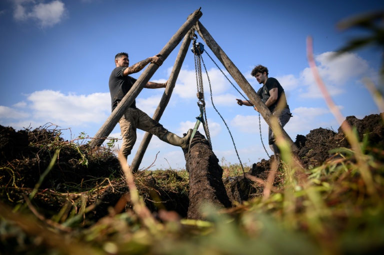 Des couteliers de l'atelier JHP extraient un tronc de chêne en cours de fossilisation, appelé morta, dans la tourbe du marais de Brière, à Saint-André-des-Eaux, en Loire-Atlantique, le 15 octobre 2025