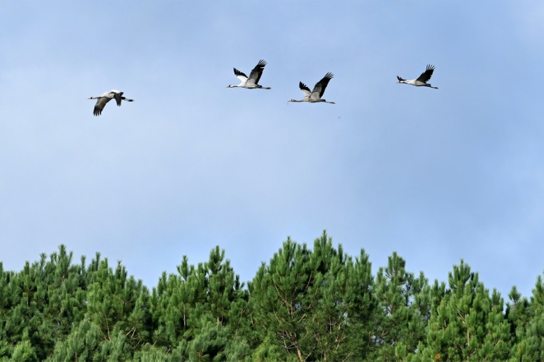 Des grues cendrées en vol à Arjuzanx, le 30 octobre 2025 dans les Landes