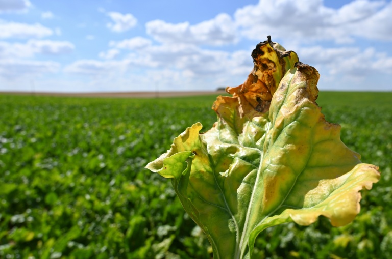 Une feuille de betterave, infectée par le virus de la jaunisse dans un champ à Oye-Plage, le 4 août 2020 dans le Pas-de-Calais