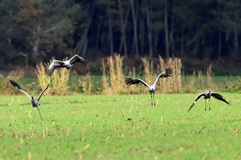 Des grues cendrées dans un champ de maïs près d'Arjuzanx, le 30 octobre 2025 dans les Landes