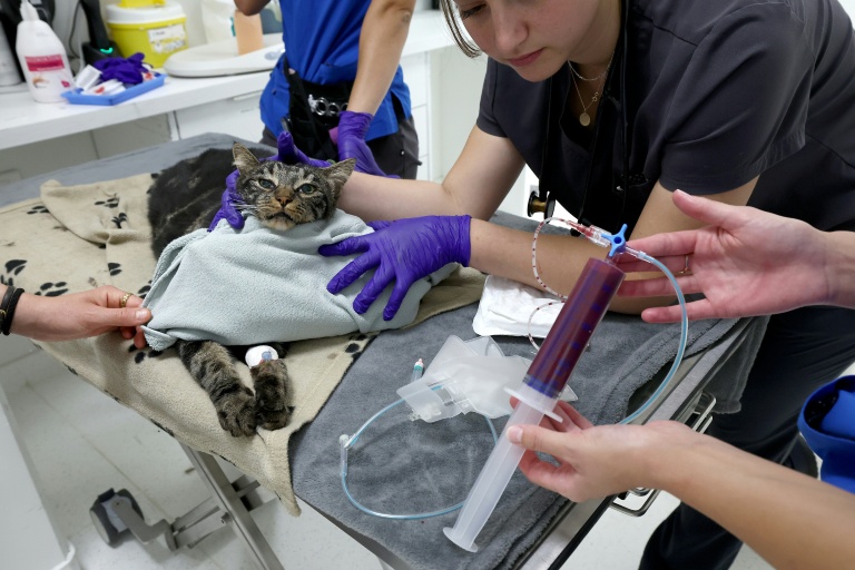 Une seringue de sang prélevé sur Serge, un chat de 3 ans, dans une clinique vétérinaire à Strasbourg, le 13 août 2025