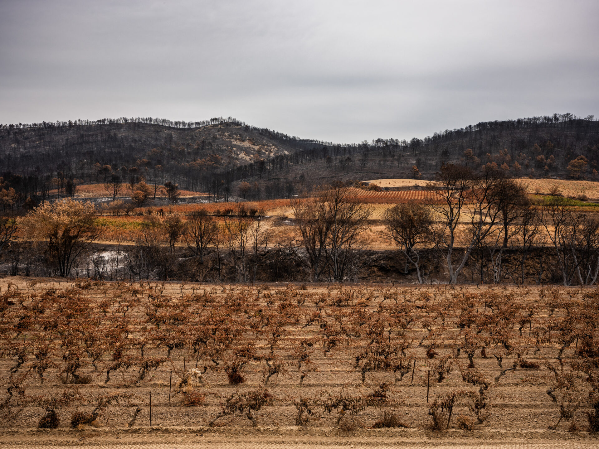 vigneron dans l’Aude où 16 000 hectares ont brûlé cet été