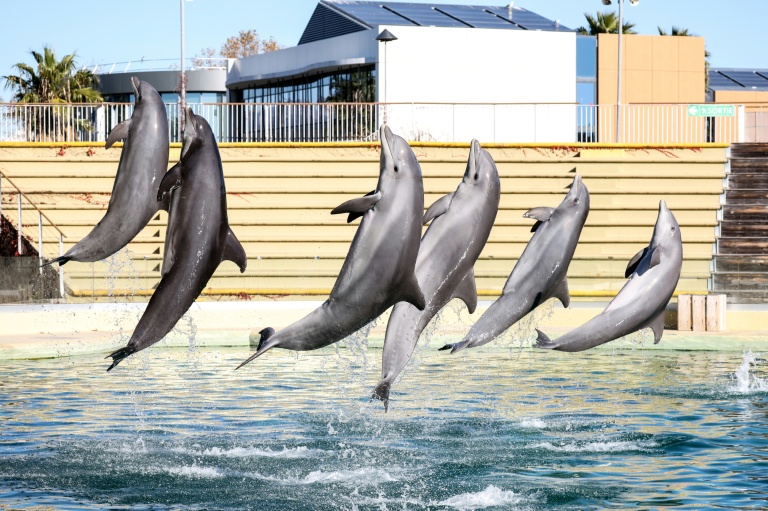 Des dauphins au parc aquatique de Marineland à Antibes, le 27 novembre 2025