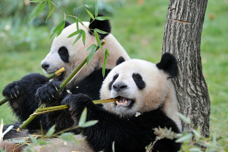 La femelle panda Huan Huan (à droite) et le mâle Yuan Zi au zoo de Beauval, France, le 18 février 2012