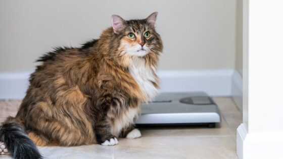 L’obésité touche aujourd’hui près d’un animal de compagnie sur deux (ablokhin de Getty Images)