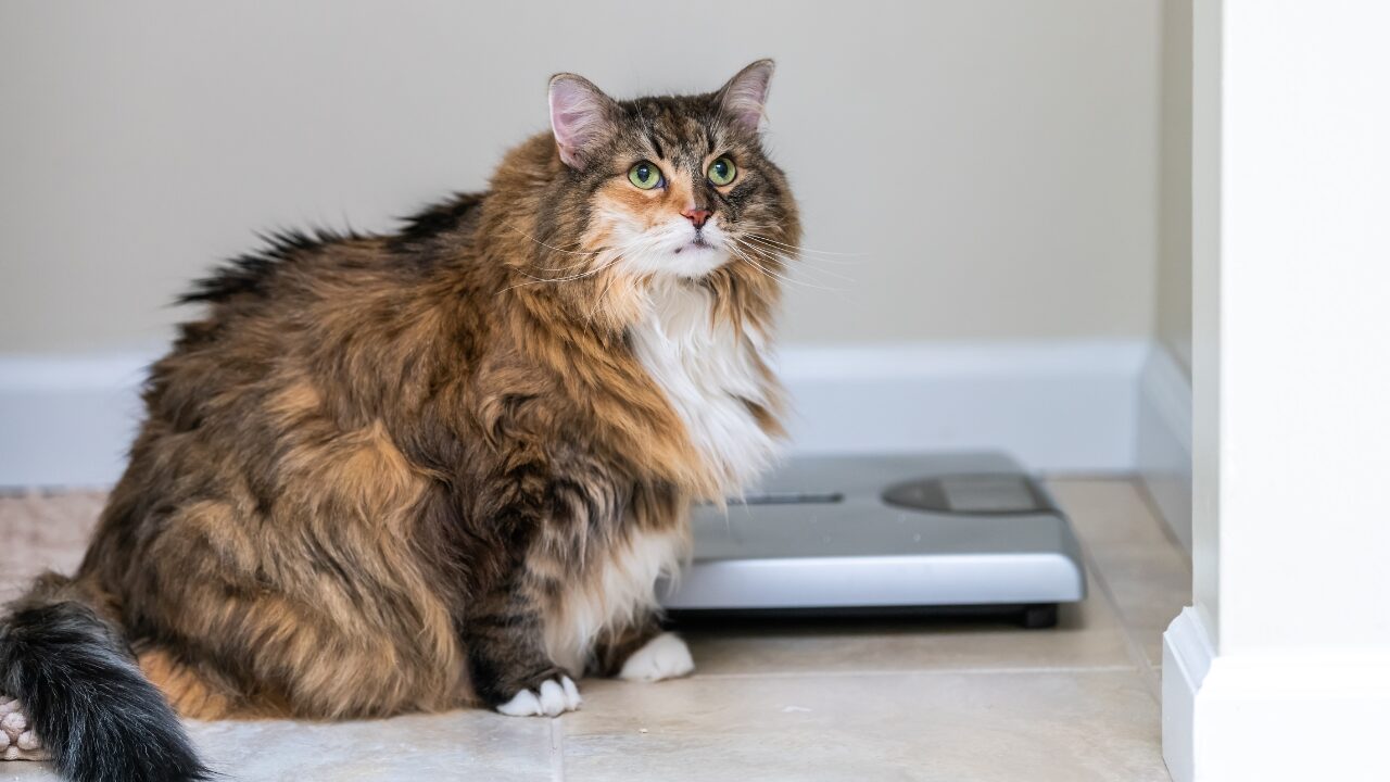 L’obésité touche aujourd’hui près d’un animal de compagnie sur deux (ablokhin de Getty Images)