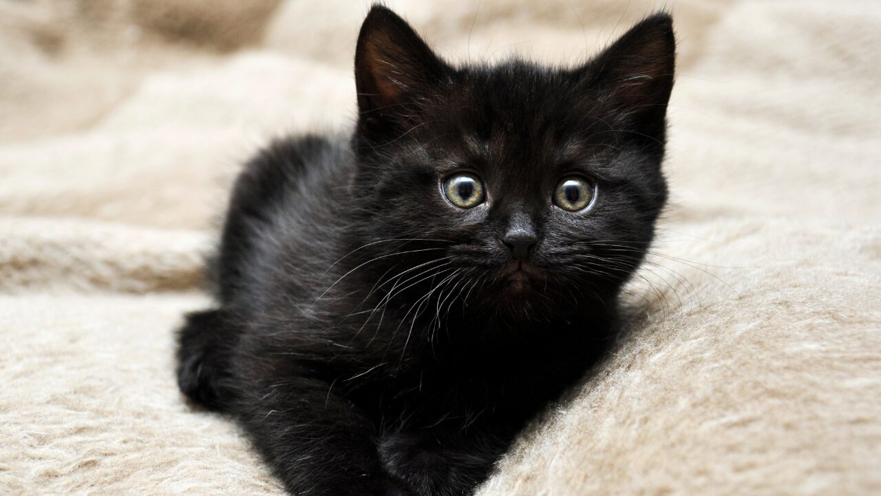 Chaque année, les animaux de couleur noire restent les grands oubliés de l'adoption, passant jusqu'à trois fois plus de temps en refuge que les autres (luckat de Getty Images)