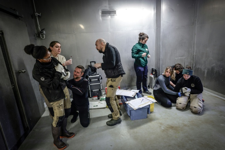 Une équipe de soigneurs et de vétérinaires du parc zoologique de Paris lors de la campagne de vaccination contre la grippe aviaire, le 2 décembre 2025