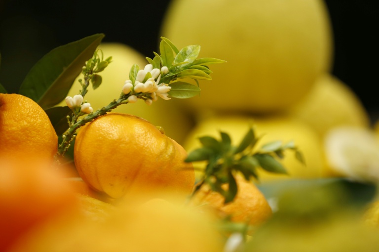 Différentes variétés d'agrumes  exposées à l'INRA, l'Institut national de la recherche agronomique, à San-Guiliano, en Corse, le 20 mars 2018